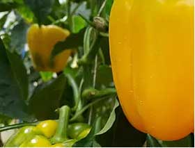 【北菜園】甜脆可口的水果蘿卜不容錯(cuò)過的美味